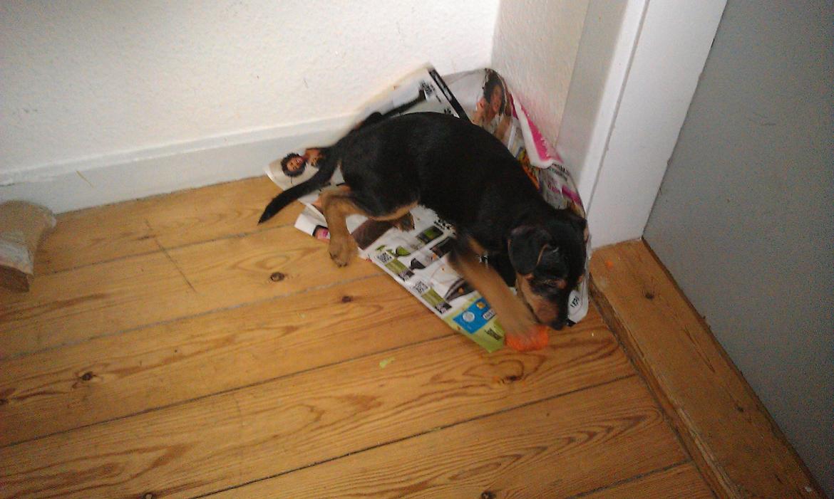 Dansk svensk gaardhund , Dværgpincher og Jack russell terrier. Tøsen - Uha, en dejlig gulerod! :) billede 2