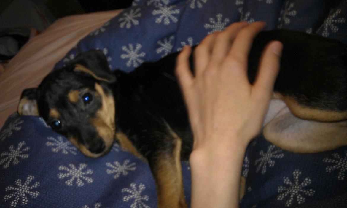 Dansk svensk gaardhund , Dværgpincher og Jack russell terrier. Tøsen - Er der noget bedre end at blive aet? billede 3