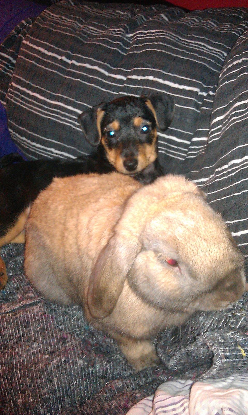 Dansk svensk gaardhund , Dværgpincher og Jack russell terrier. Tøsen - Tøsen og Ninus :) billede 4