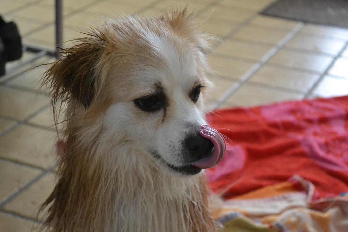 Blanding af racer Oscar billede 13