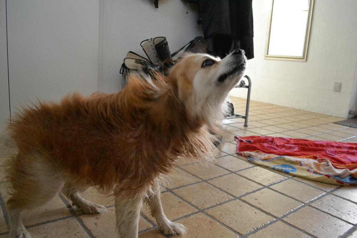 Blanding af racer Oscar - Vi skal ryste os godt efter badet billede 14