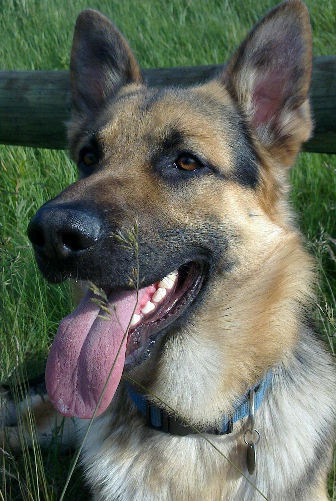 Schæferhund Tim billede 1