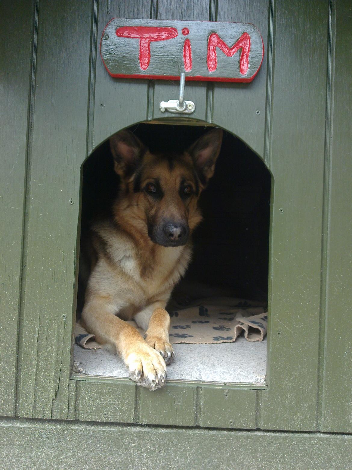Schæferhund Tim billede 2