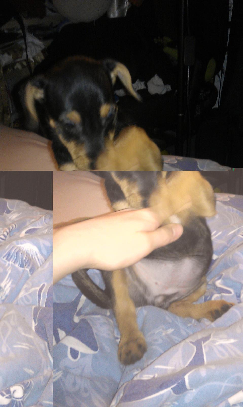 Dansk svensk gaardhund , Dværgpincher og Jack russell terrier. Tøsen - Pote :) billede 5