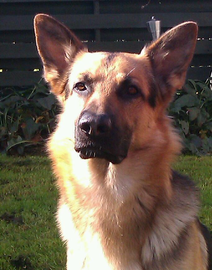 Schæferhund Tim billede 3