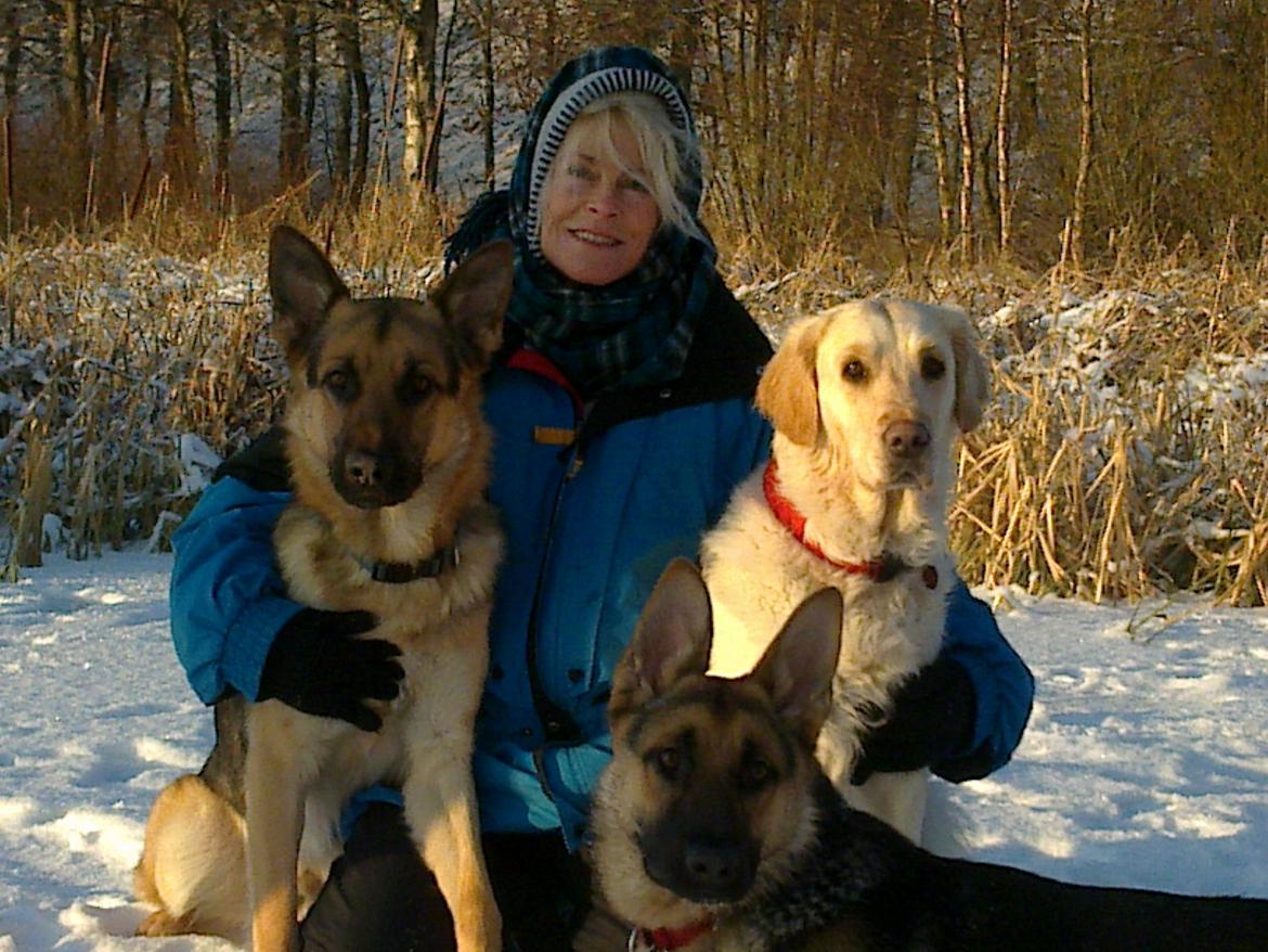 Schæferhund Tim - Tim er ham der sidder til venstre. Og den hvide golden, er min bonusmors. og den anden schæfer er min bonusmors brors hund. billede 4