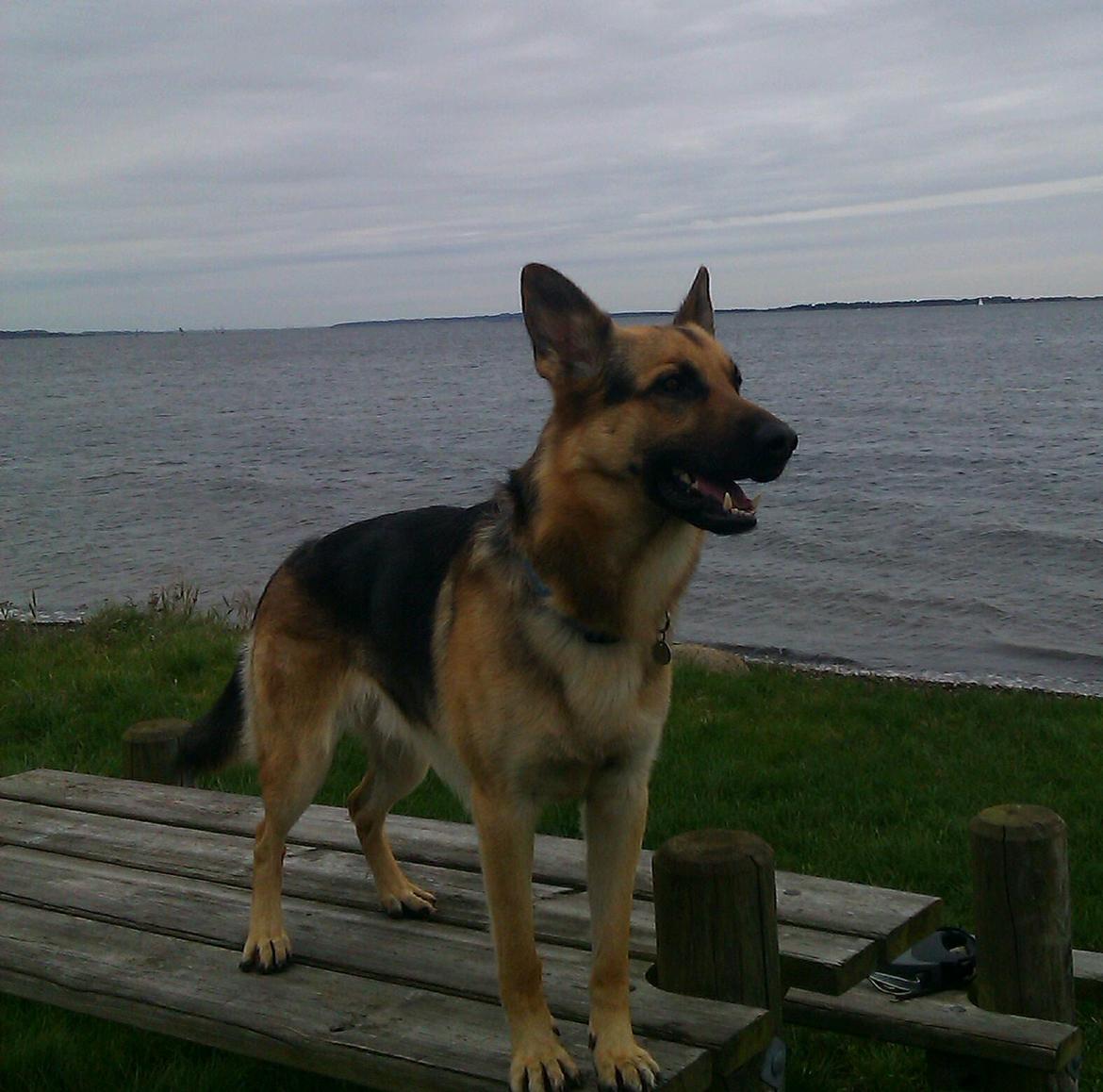 Schæferhund Tim billede 5