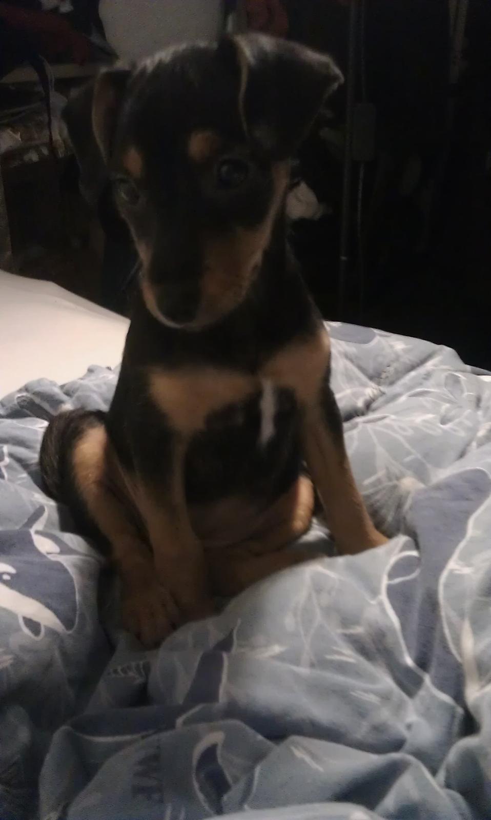 Dansk svensk gaardhund , Dværgpincher og Jack russell terrier. Tøsen - Ja, du er Søød! :D billede 6