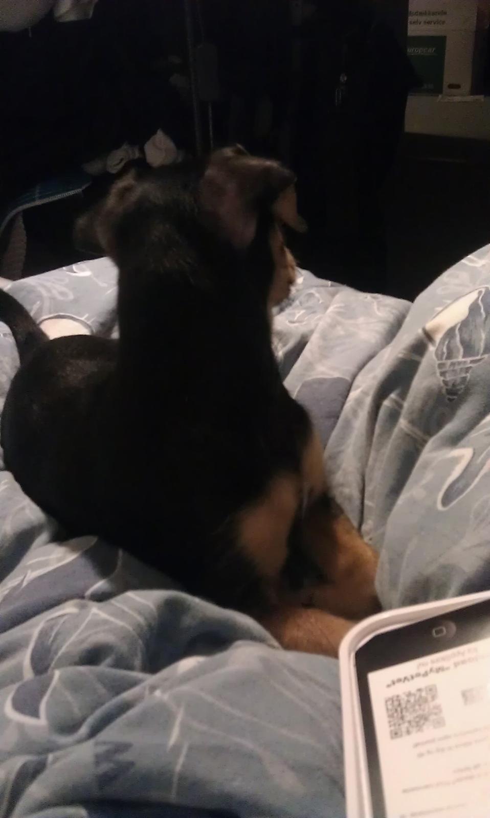 Dansk svensk gaardhund , Dværgpincher og Jack russell terrier. Tøsen - Hvad var det? Hehe :p billede 7