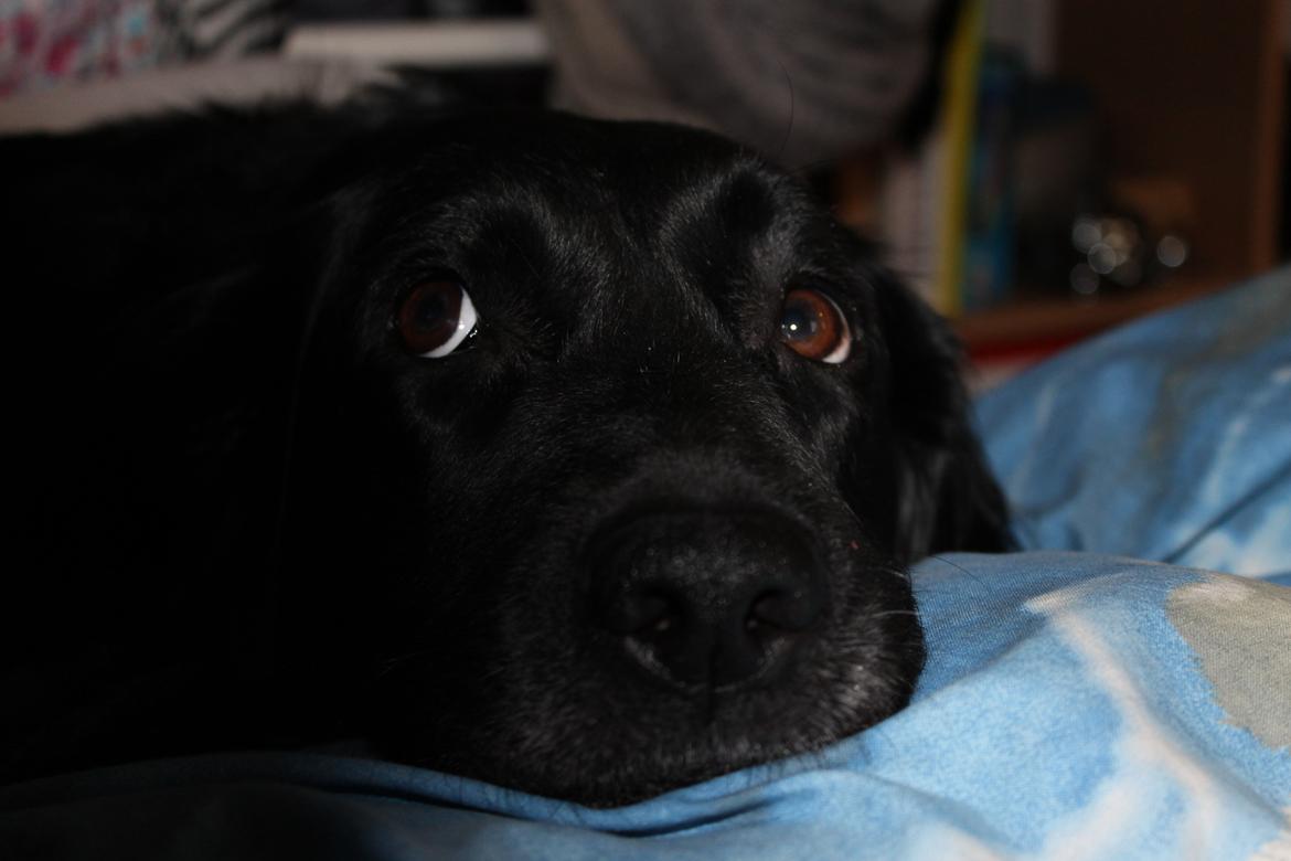 Blanding af racer Trunte billede 10