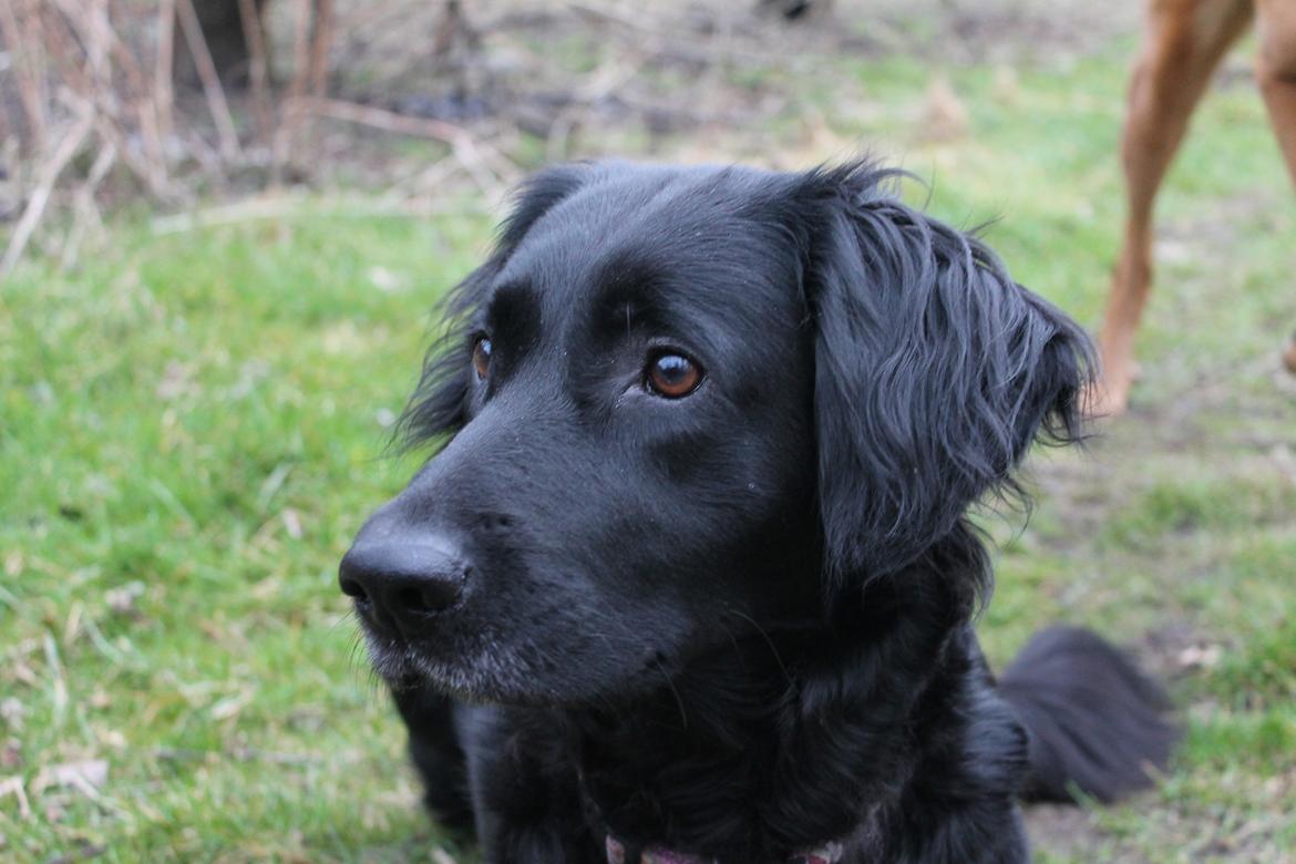 Blanding af racer Trunte billede 11