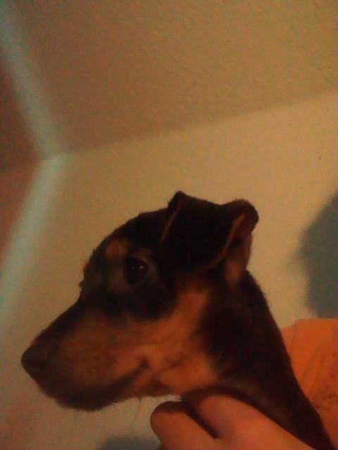 Dansk svensk gaardhund , Dværgpincher og Jack russell terrier. Tøsen - :) nuuuuuuue :) billede 8