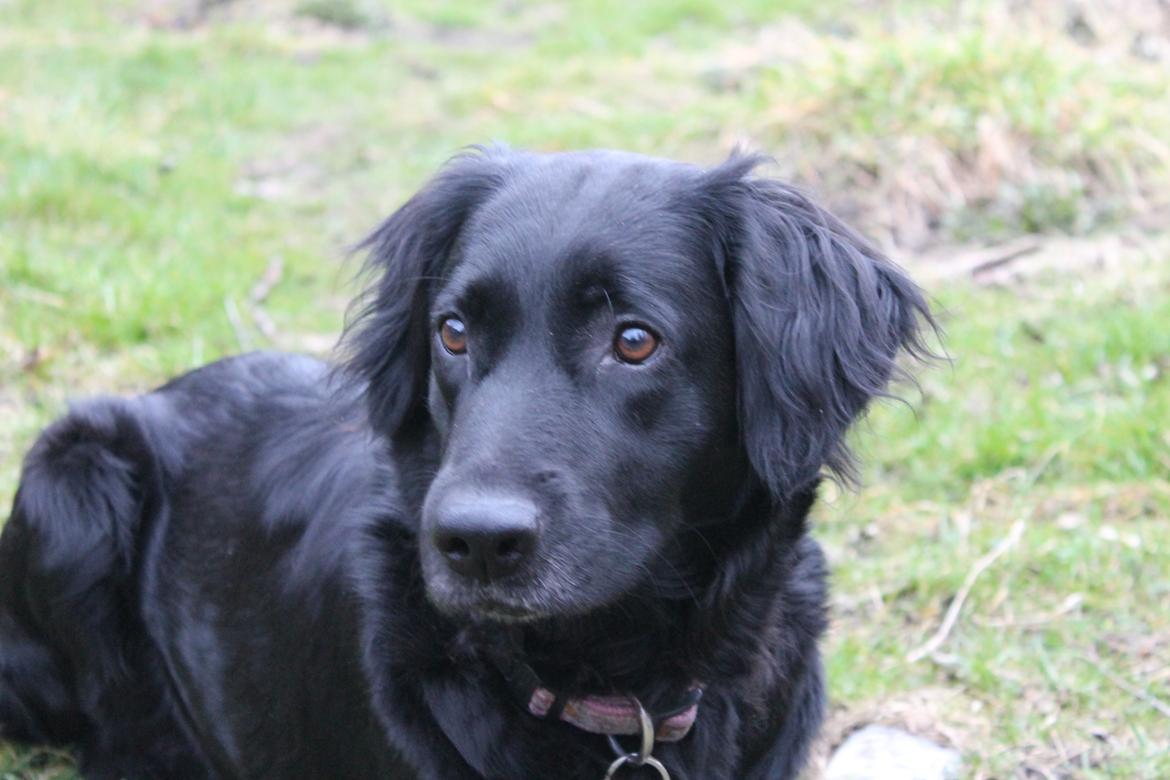 Blanding af racer Trunte billede 12