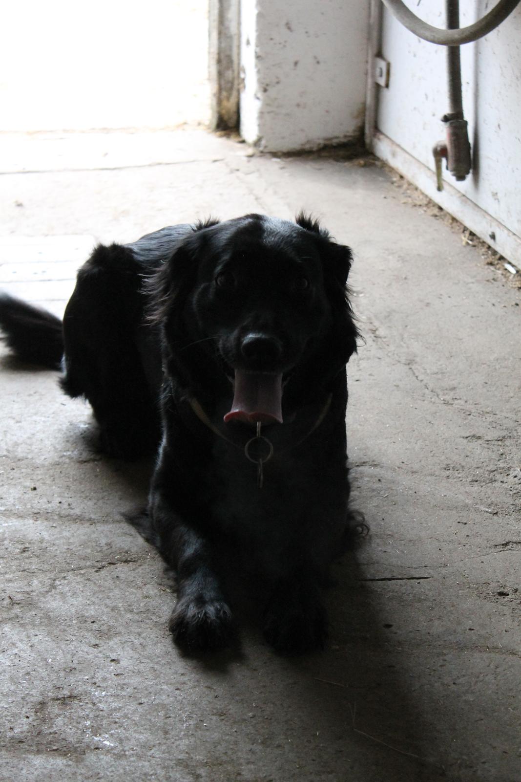 Blanding af racer Trunte billede 13