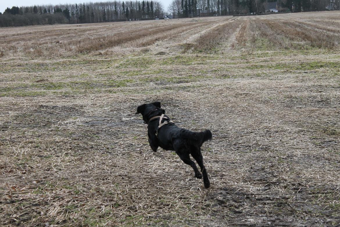 Blanding af racer Trunte billede 15