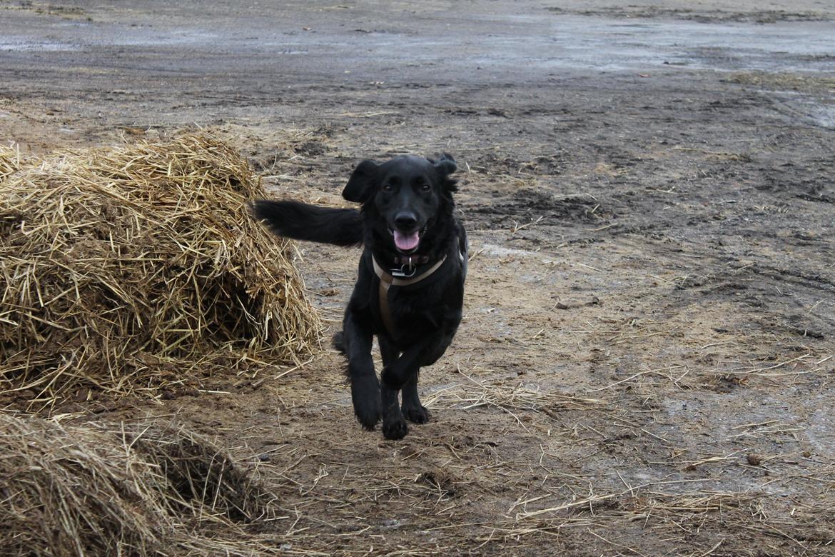 Blanding af racer Trunte billede 16