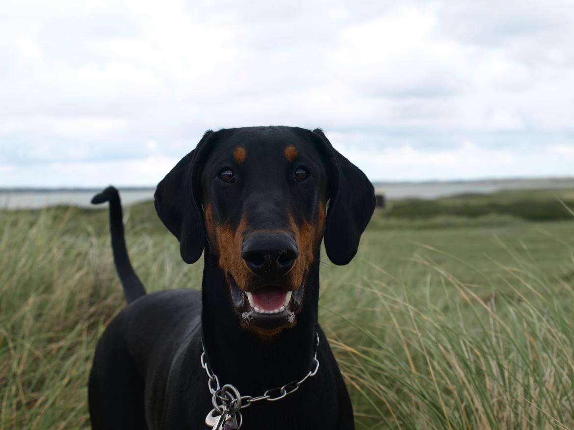 Dobermann GOF Fearless Fiona billede 9