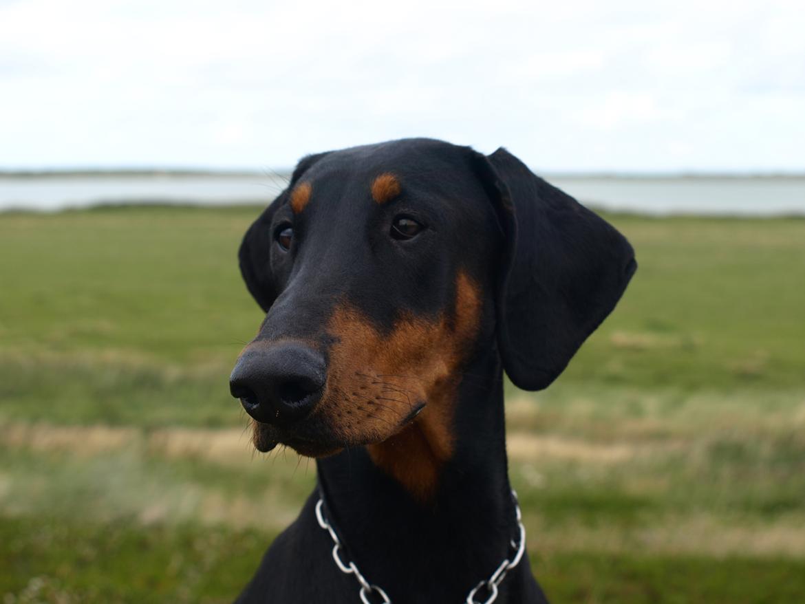 Dobermann GOF Fearless Fiona billede 10