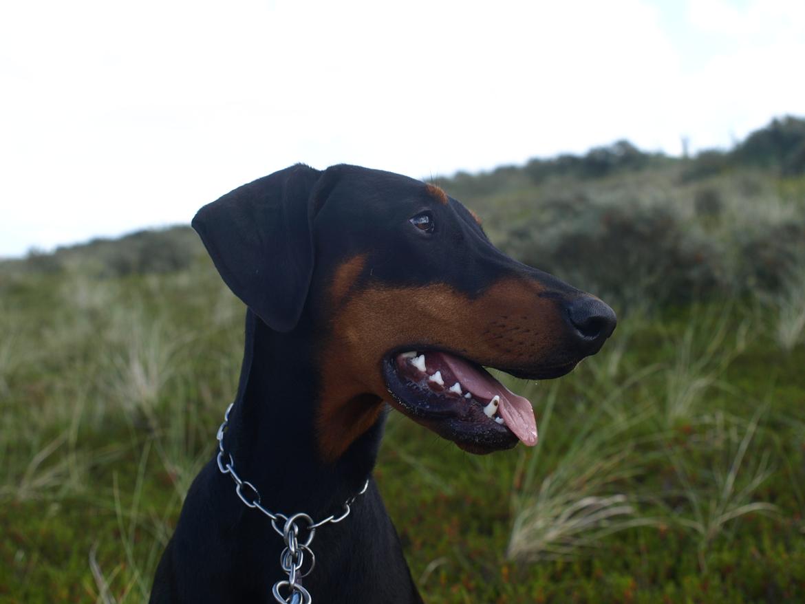 Dobermann GOF Fearless Fiona billede 12