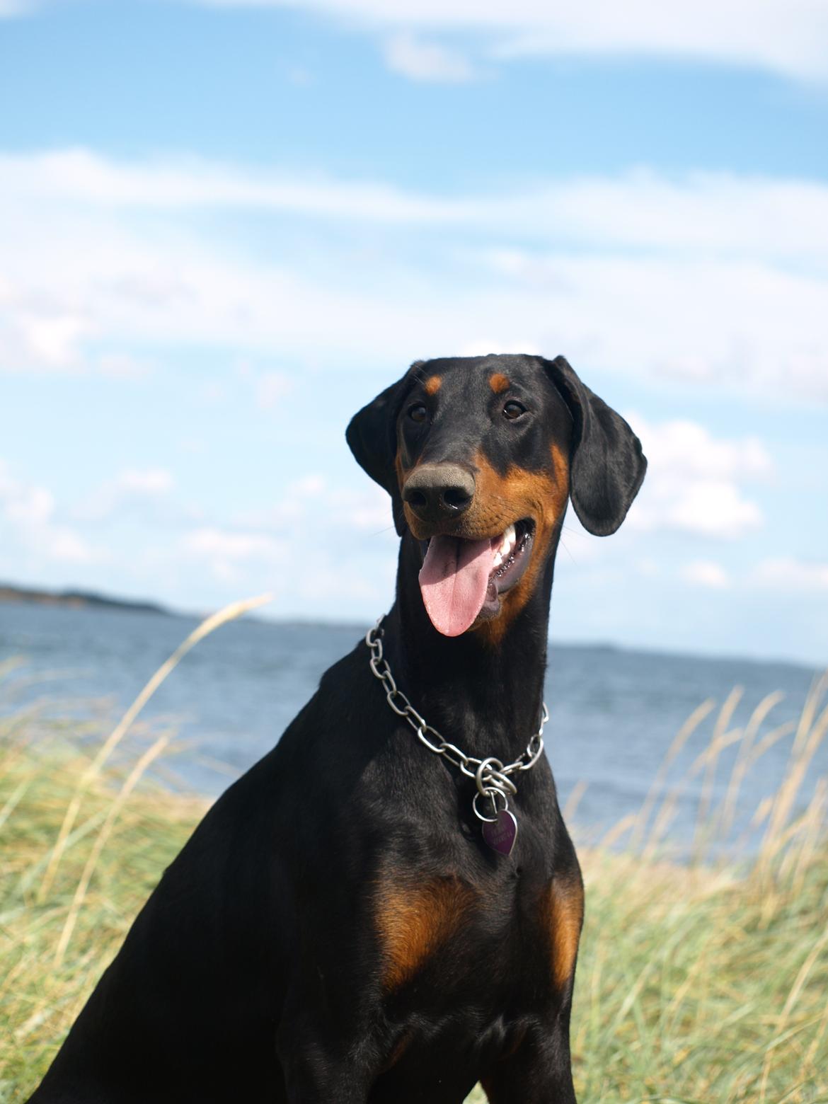 Dobermann GOF Fearless Fiona billede 13