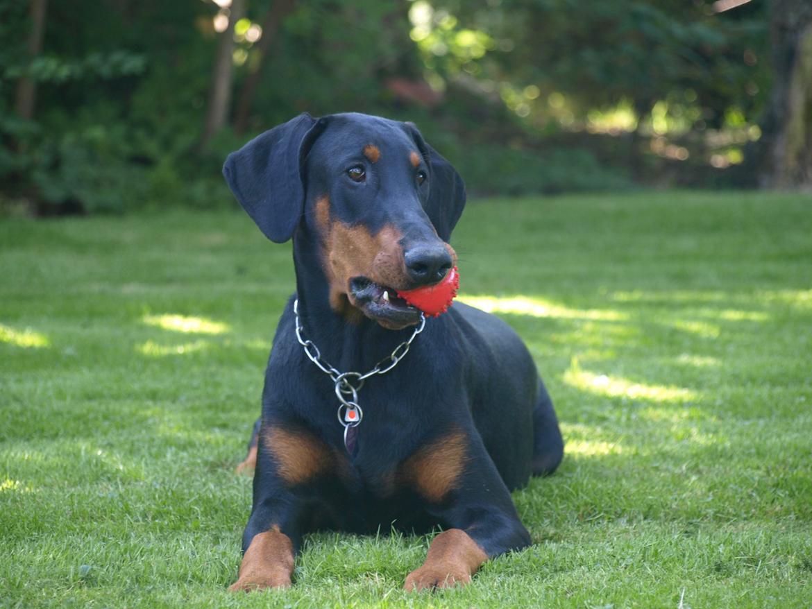 Dobermann GOF Fearless Fiona billede 16