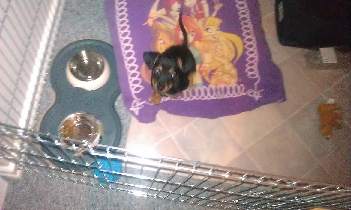 Dansk svensk gaardhund , Dværgpincher og Jack russell terrier. Sophie - Du' Søød :D billede 4