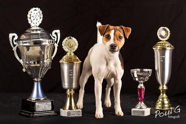 Parson russell terrier DKGCH Duvå Flicka III - Vandrepokaler vundet i 2011 billede 10