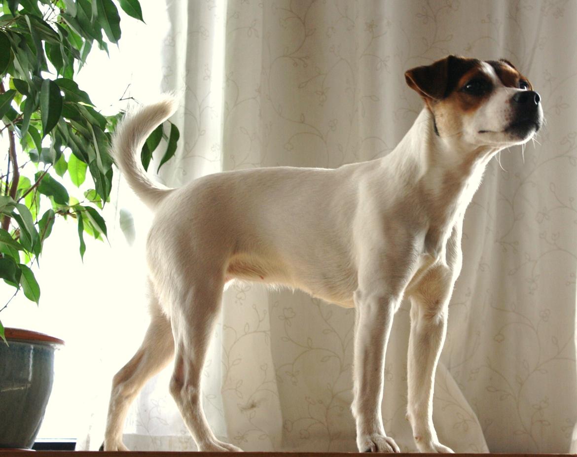 Parson russell terrier DKGCH Duvå Flicka III - Voksen lille Flicka billede 11