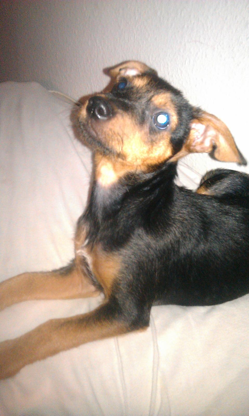 Dansk svensk gaardhund , Dværgpincher og Jack russell terrier. Sophie - Nuuuuuuue <3 billede 7