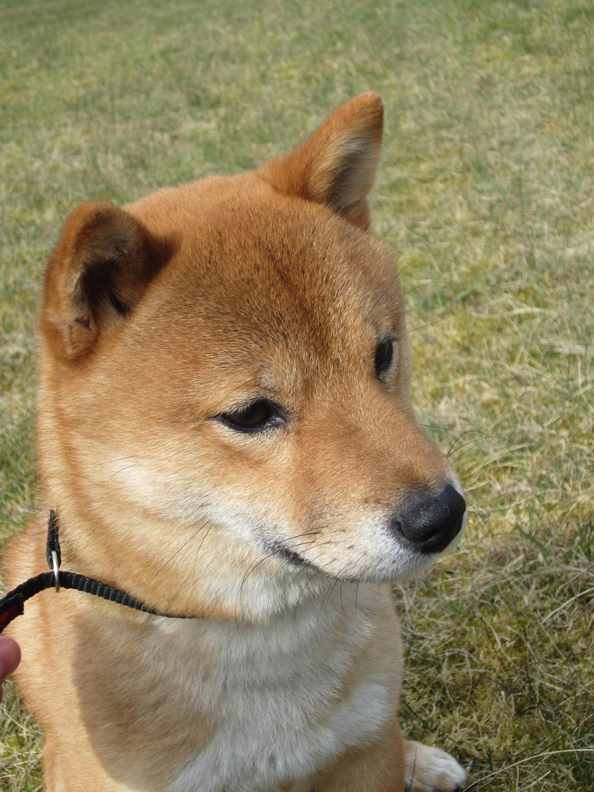 Shiba Max billede 5
