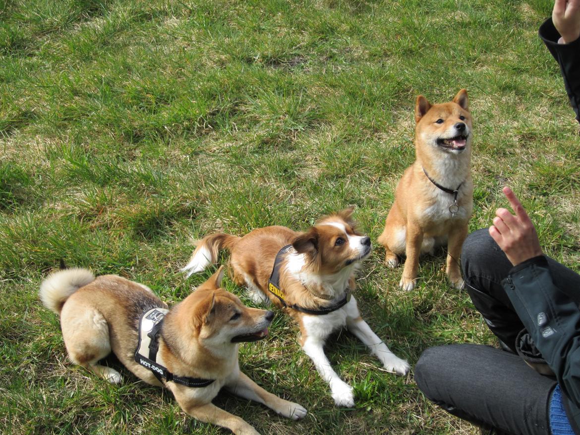 Shiba Max billede 15