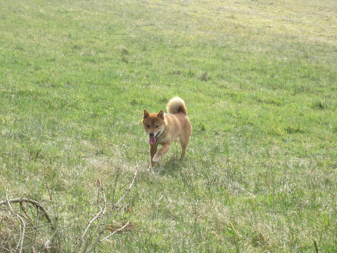 Shiba Max billede 16