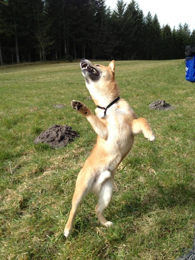 Shiba Max - Aargh jeg er RAMT.... billede 7