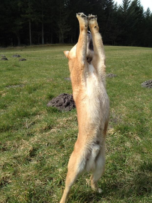 Shiba Max - en af Max's tricks - Hvor stor er du - og så rejser han sig heeelt op :D billede 17