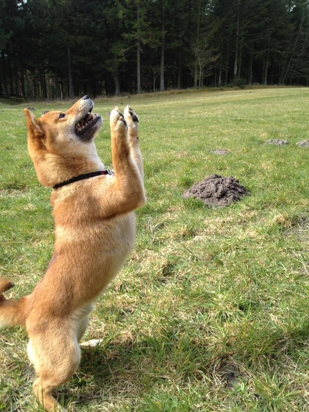 Shiba Max - Poterne op...! billede 6