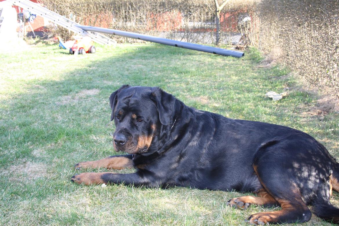 Rottweiler Freja billede 19