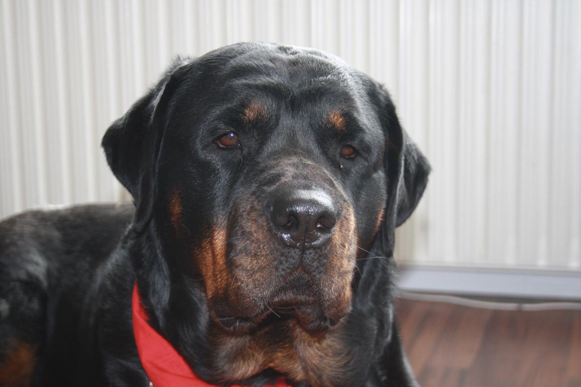 Rottweiler Freja billede 20