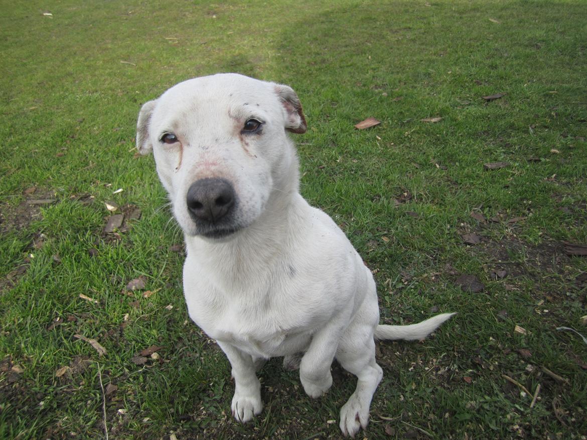 Jack russell terrier silas billede 4