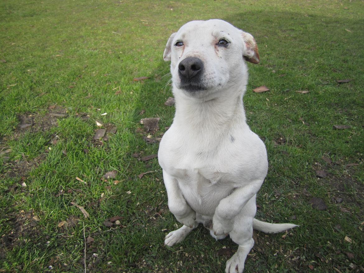 Jack russell terrier silas billede 8