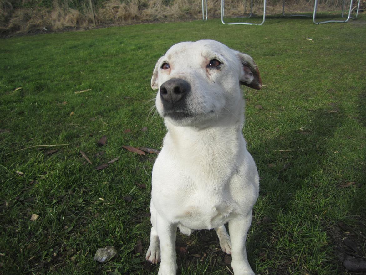 Jack russell terrier silas billede 6