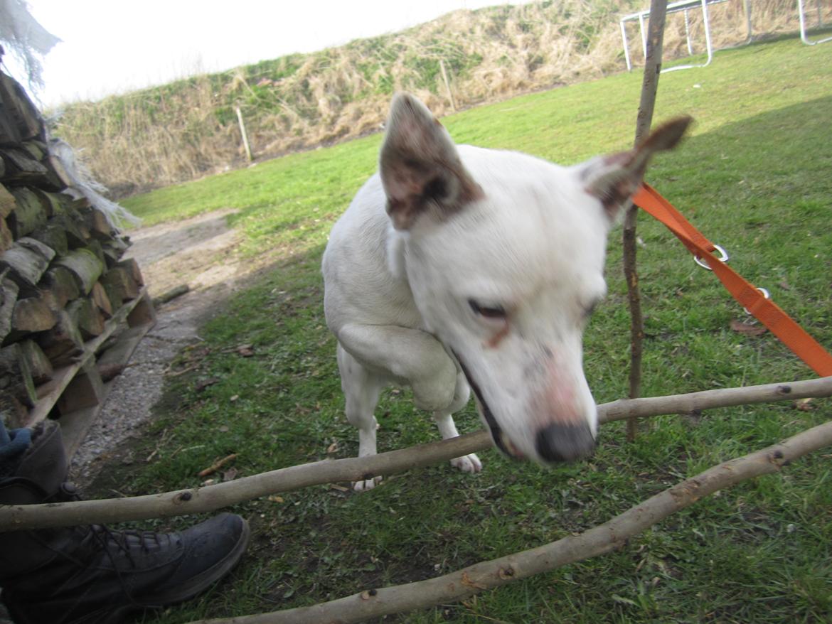 Jack russell terrier silas billede 3