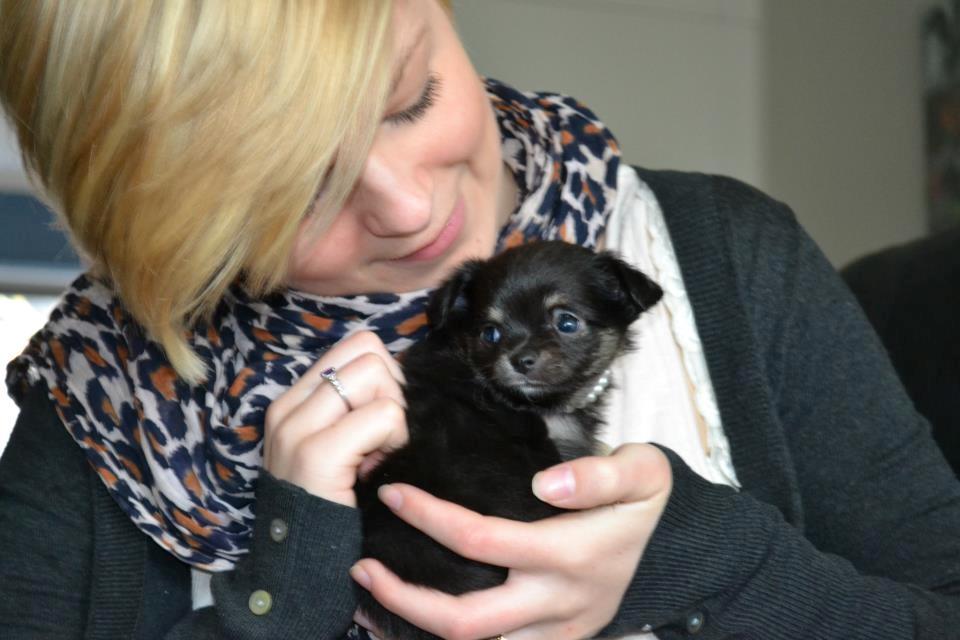 Chihuahua Licabi's Alba - Alba 5 uger og 1 dag :) billede 9