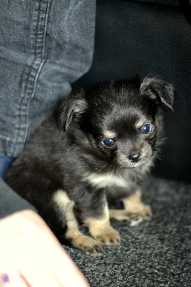 Chihuahua Licabi's Alba - Alba 5 uger og 1 dag:) billede 10