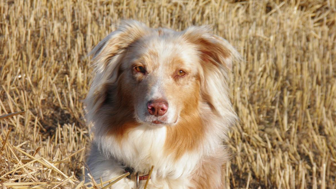 Australian shepherd Gry billede 8