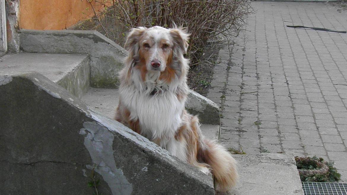 Australian shepherd Gry billede 18