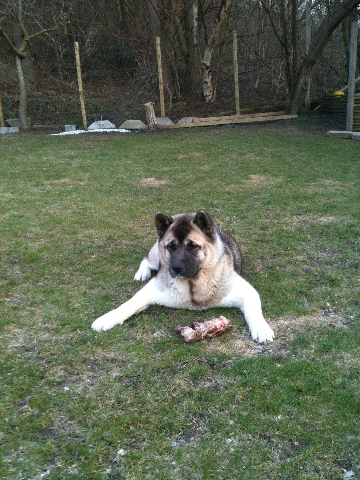 American Akita Mufti - Mufti og hendes kødben! billede 1