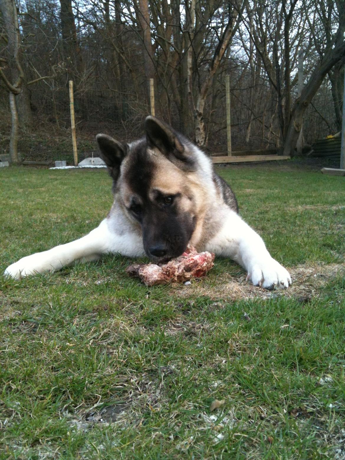 American Akita Mufti billede 2