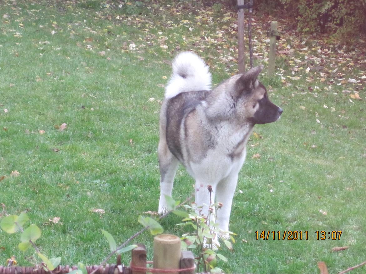 American Akita Mufti billede 5