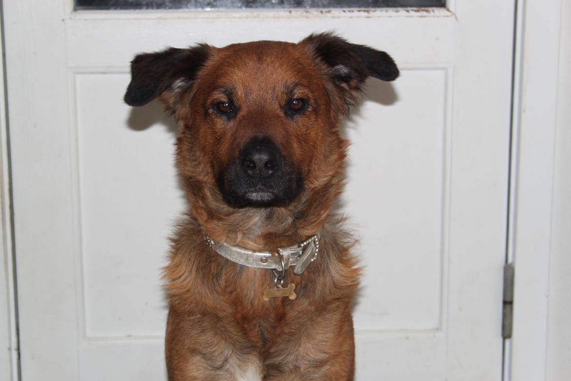 Blanding af racer Molly billede 4