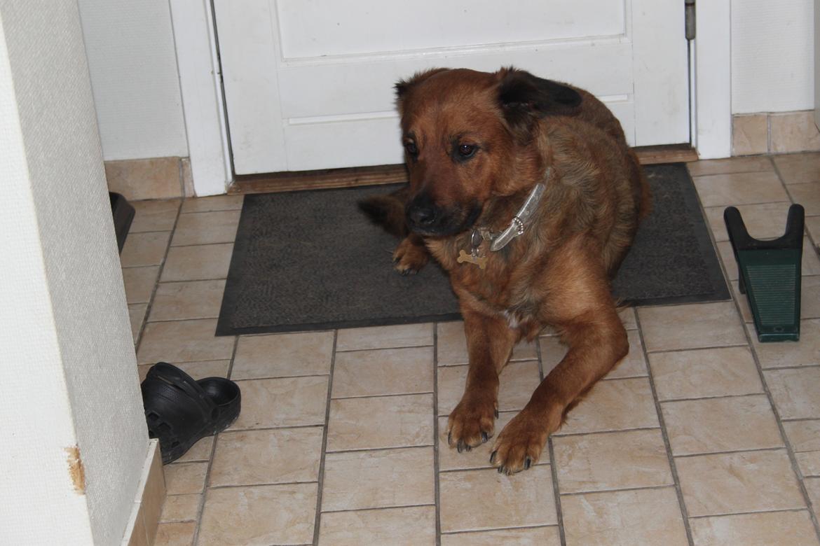 Blanding af racer Molly billede 5